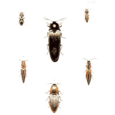 Small click beetles - Illustrations of Exotic Entomology - 1837
