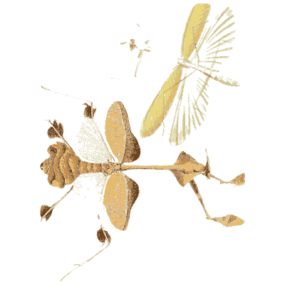 Mantis and leaf insect - Illustrations of Exotic Entomology - 1837