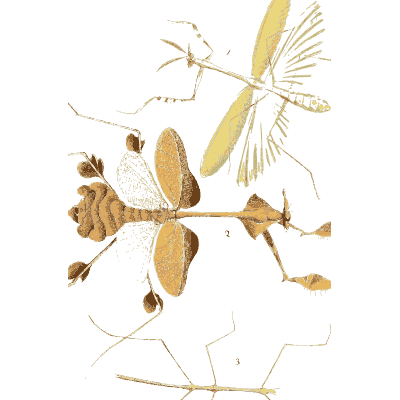 Leaf-winged mantis in parts - Illustrations of Exotic Entomology - 1837