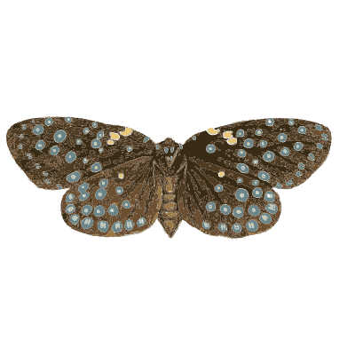 Blue spotted moth - Illustrations of Exotic Entomology - 1837