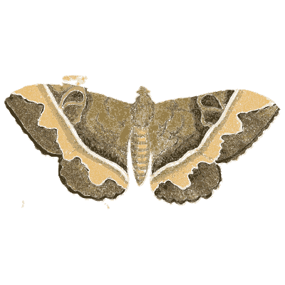 Brown moth with pale bands - Illustrations of Exotic Entomology - 1837