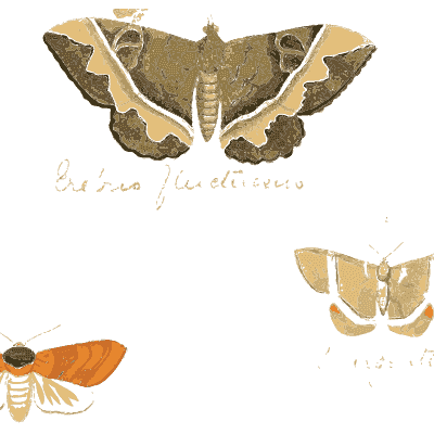 Cream banded moth with two small moths - Illustrations of Exotic Entomology - 1837