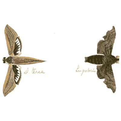 Two hawk moths 03 - Illustrations of Exotic Entomology - 1837