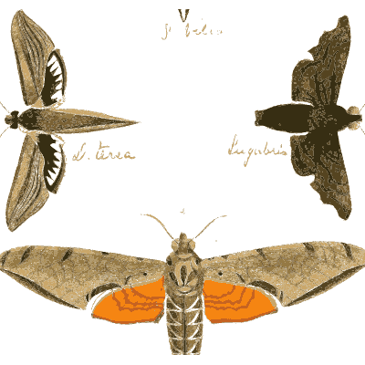 Hawk moths with orange hindwings - Illustrations of Exotic Entomology - 1837