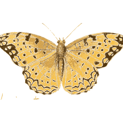 Yellow spotted butterfly - Illustrations of Exotic Entomology - 1837