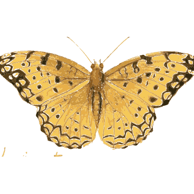 Yellow spotted fritillary butterfly - Illustrations of Exotic Entomology - 1837