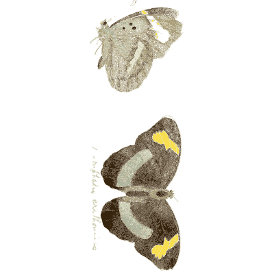Mottled moth at rest and spread 02 - Illustrations of Exotic Entomology - 1837