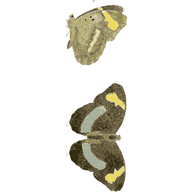 Mottled moth at rest and spread 01 - Illustrations of Exotic Entomology - 1837