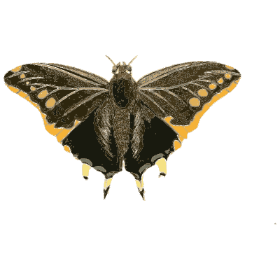 Black butterfly with yellow borders - Illustrations of Exotic Entomology - 1837