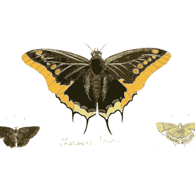 Black and yellow swallowtail with two moths - Illustrations of Exotic Entomology - 1837