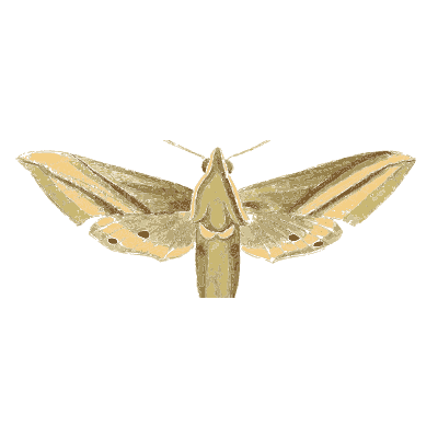 Pale streaked hawk moth - Illustrations of Exotic Entomology - 1837