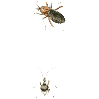Two assassin bugs - Illustrations of Exotic Entomology - 1837