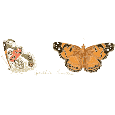 Painted lady butterflies - Illustrations of Exotic Entomology - 1837