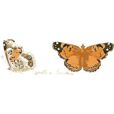 Orange painted butterfly with its underside - Illustrations of Exotic Entomology - 1837