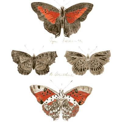 Four red and brown butterflies - Illustrations of Exotic Entomology - 1837