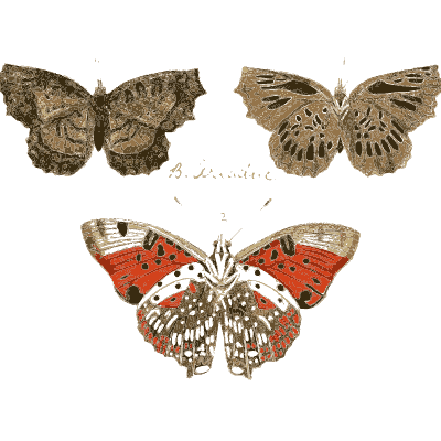 Red and white banded butterfly with two grey ones - Illustrations of Exotic Entomology - 1837