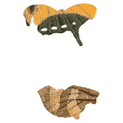 Two orange and black butterflies - Illustrations of Exotic Entomology - 1837
