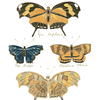 Four tropical butterflies - Illustrations of Exotic Entomology - 1837