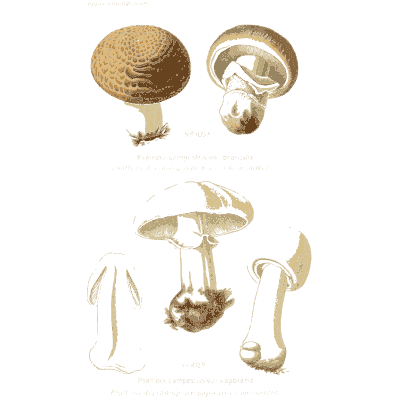 Two studies of capped mushrooms - Atlas des Champignons Comestibles et Veneneux - 1891