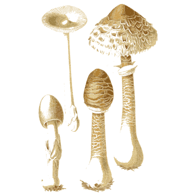 Parasol mushrooms on tall stems - Atlas des Champignons Comestibles et Veneneux - 1891