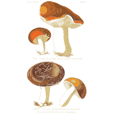 Orange capped mushrooms - Atlas des Champignons Comestibles et Veneneux - 1891