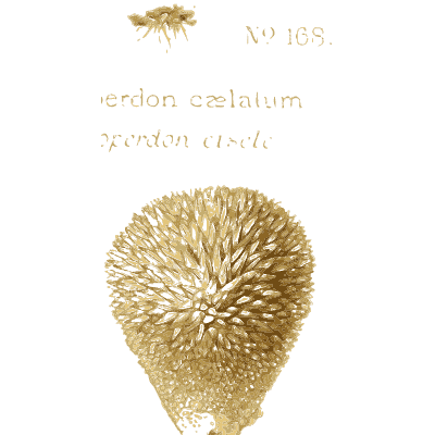 Puffball and its section - Atlas des Champignons Comestibles et Veneneux - 1891