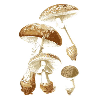 Group of scaly brown mushrooms - Atlas des Champignons Comestibles et Veneneux - 1891