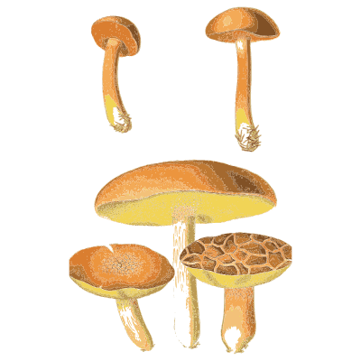 Yellow and brown boletes - Atlas des Champignons Comestibles et Veneneux - 1891