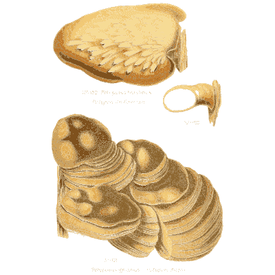 Tiered bracket fungi - Atlas des Champignons Comestibles et Veneneux - 1891