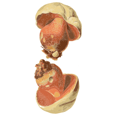 Red capped boletes - Atlas des Champignons Comestibles et Veneneux - 1891