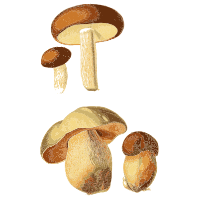 Brown capped boletes - Atlas des Champignons Comestibles et Veneneux - 1891