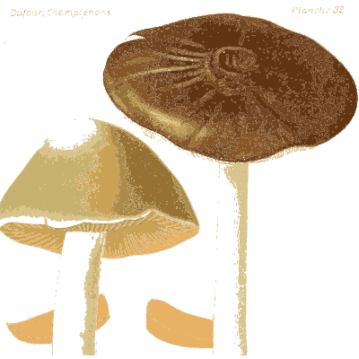Two wide flat caps - Atlas des Champignons Comestibles et Veneneux - 1891