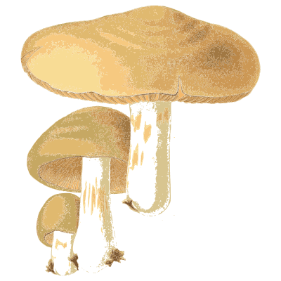 Broad pale cap on a thick stem - Atlas des Champignons Comestibles et Veneneux - 1891