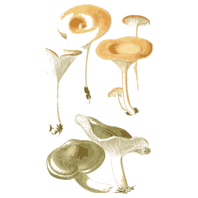 Pale and green capped mushrooms - Atlas des Champignons Comestibles et Veneneux - 1891
