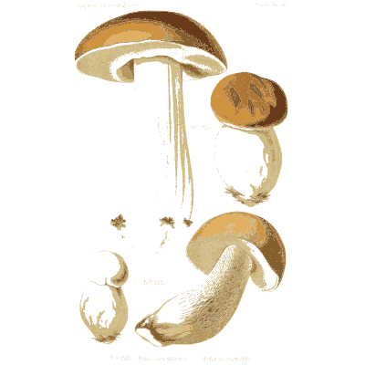 Study of pale capped mushrooms - Atlas des Champignons Comestibles et Veneneux - 1891