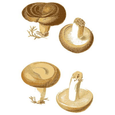 Funnel caps seen from several sides - Atlas des Champignons Comestibles et Veneneux - 1891