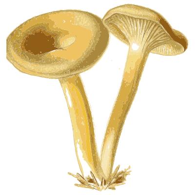 Yellow funnel caps - Atlas des Champignons Comestibles et Veneneux - 1891