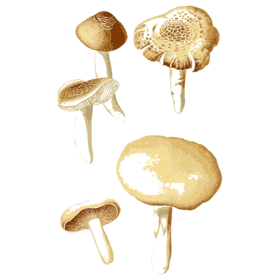 Scaly topped caps and a pale disc - Atlas des Champignons Comestibles et Veneneux - 1891
