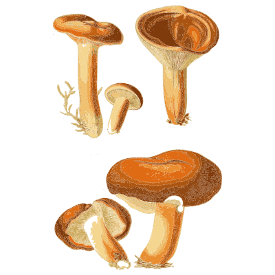 Orange milkcaps - Atlas des Champignons Comestibles et Veneneux - 1891