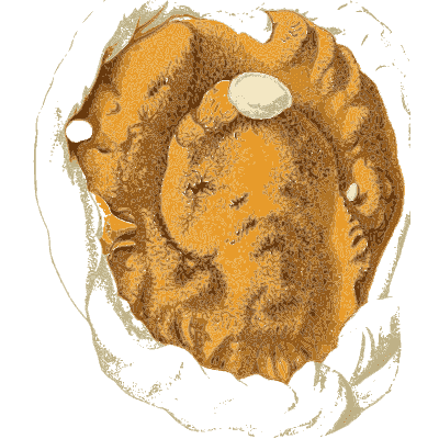 Folded orange brain fungus - Atlas des Champignons Comestibles et Veneneux - 1891