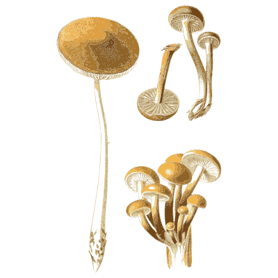 Orange cap with a tuft of small mushrooms - Atlas des Champignons Comestibles et Veneneux - 1891