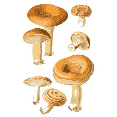 Orange milkcaps in several views - Atlas des Champignons Comestibles et Veneneux - 1891