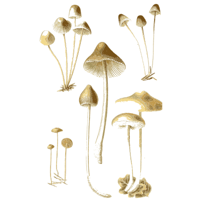 Slender bell capped mushrooms - Atlas des Champignons Comestibles et Veneneux - 1891