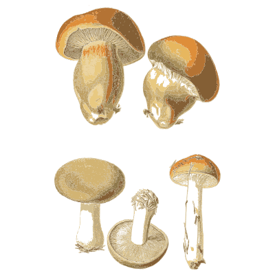 Brown and pale capped mushrooms - Atlas des Champignons Comestibles et Veneneux - 1891
