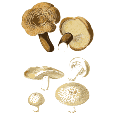 Scaly cap with smooth capped studies - Atlas des Champignons Comestibles et Veneneux - 1891