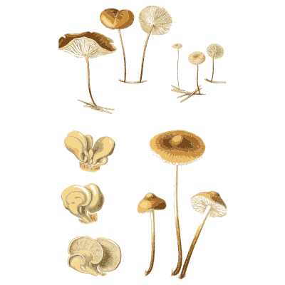 Small slender mushrooms and fans - Atlas des Champignons Comestibles et Veneneux - 1891