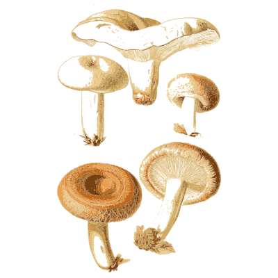 Wavy pale caps and orange milkcaps - Atlas des Champignons Comestibles et Veneneux - 1891