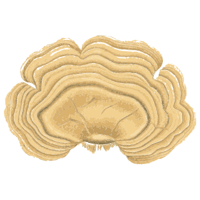 Zoned bracket fungus - Atlas des Champignons Comestibles et Veneneux - 1891