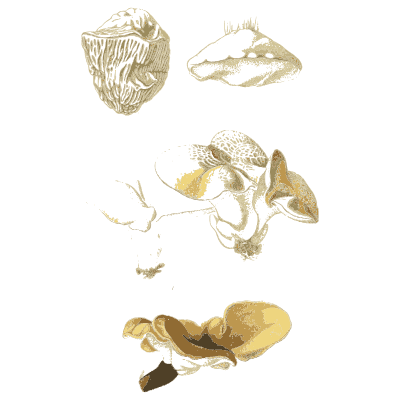 Torn cup fungus with small studies - Atlas des Champignons Comestibles et Veneneux - 1891