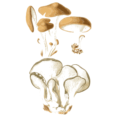 Tall tufted mushrooms and pale fans - Atlas des Champignons Comestibles et Veneneux - 1891